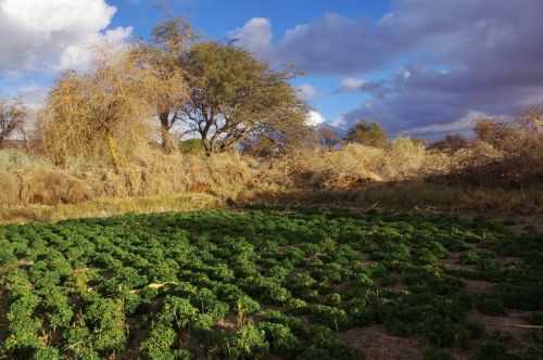 TREKKING NEL DESERTO DI ATACAMA 2015